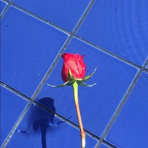 Meet your Posher, Thea